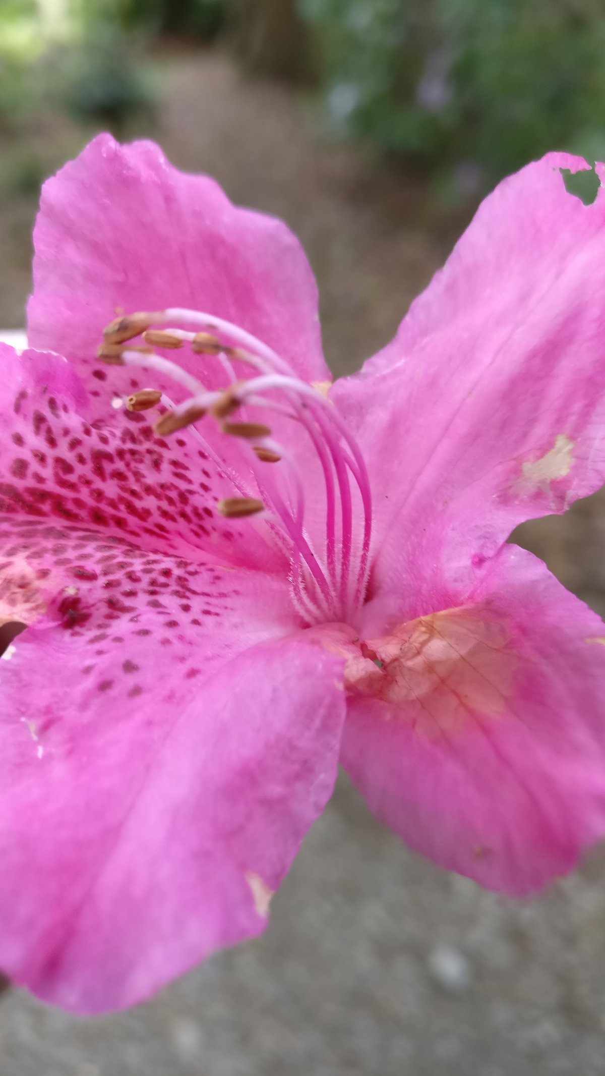 Pink flower close up