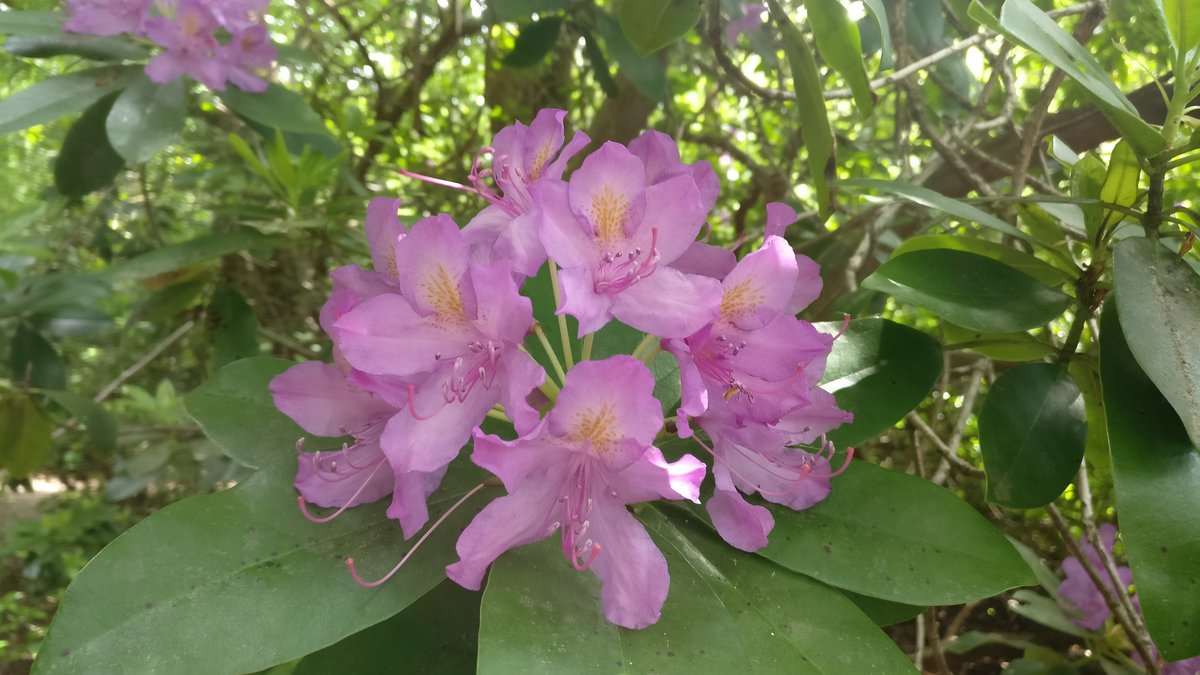 Pink flowers