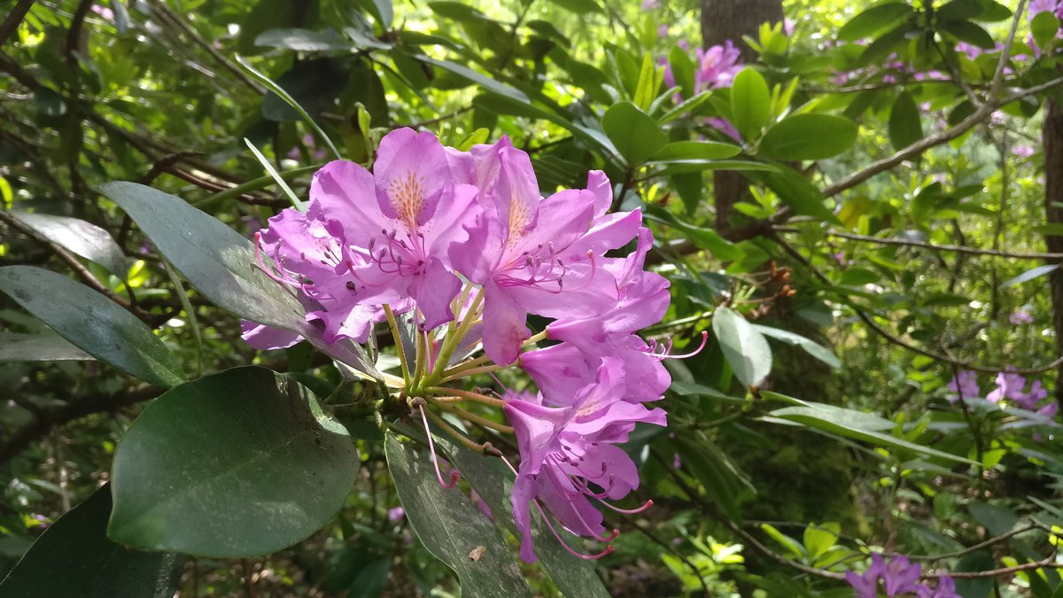 Pink flowers