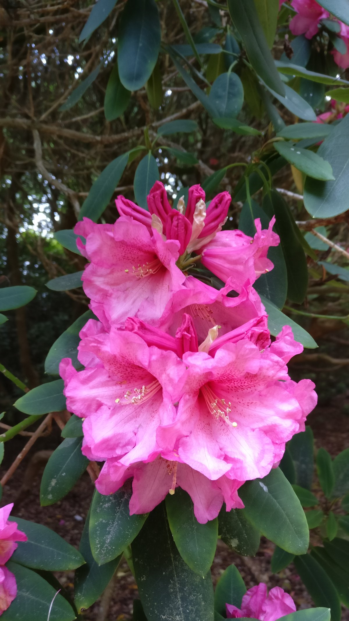 Pink flowers