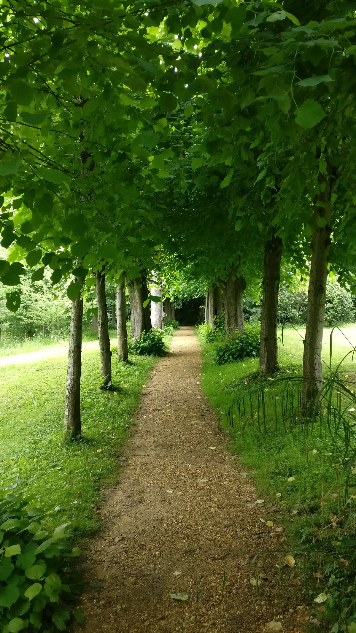 Tree lined path