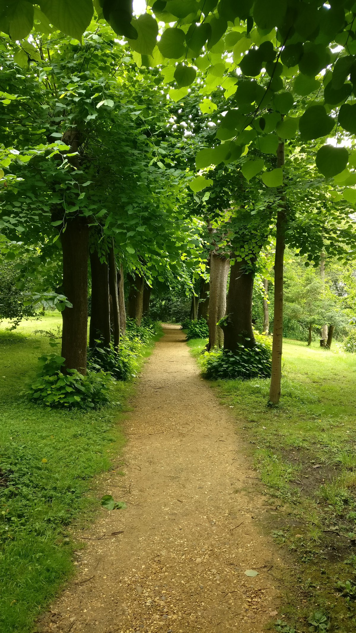 Tree lined path