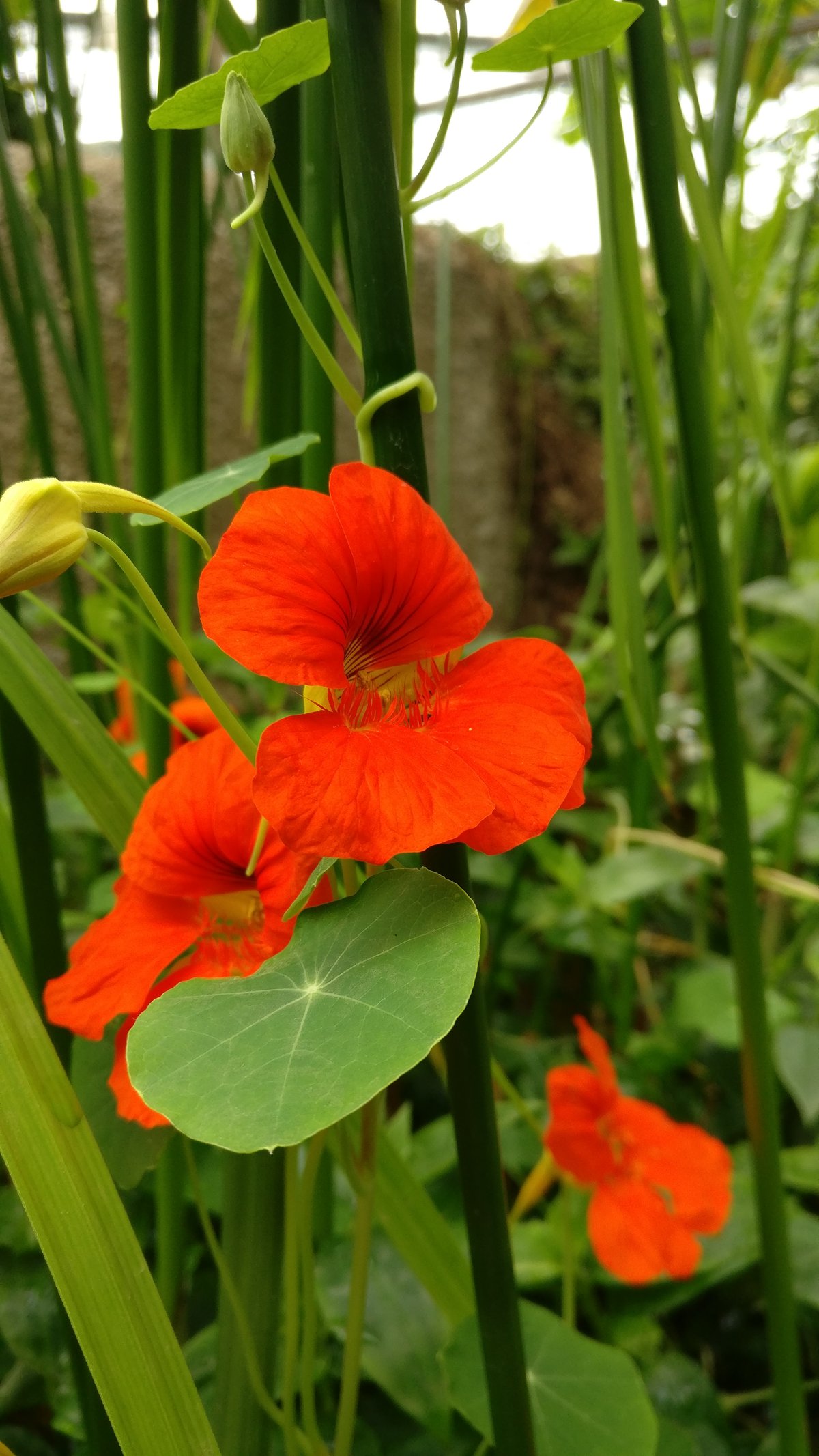 Red flower