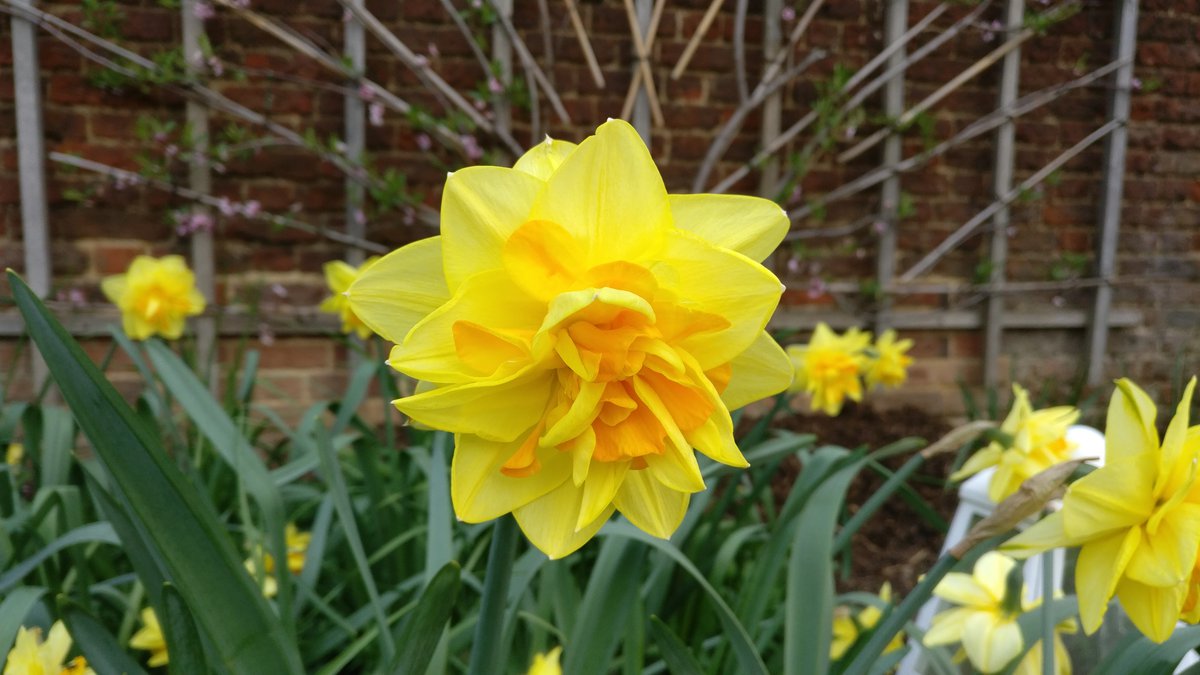 Yellow flower