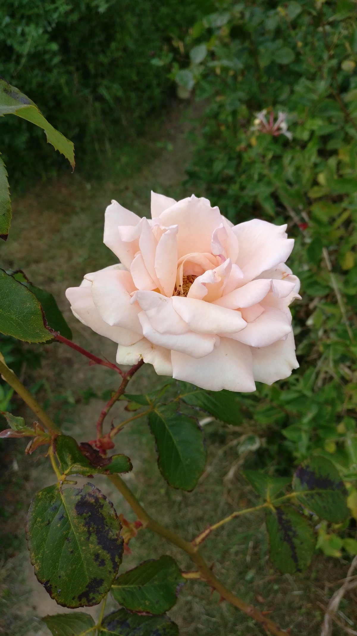 White/pink flower