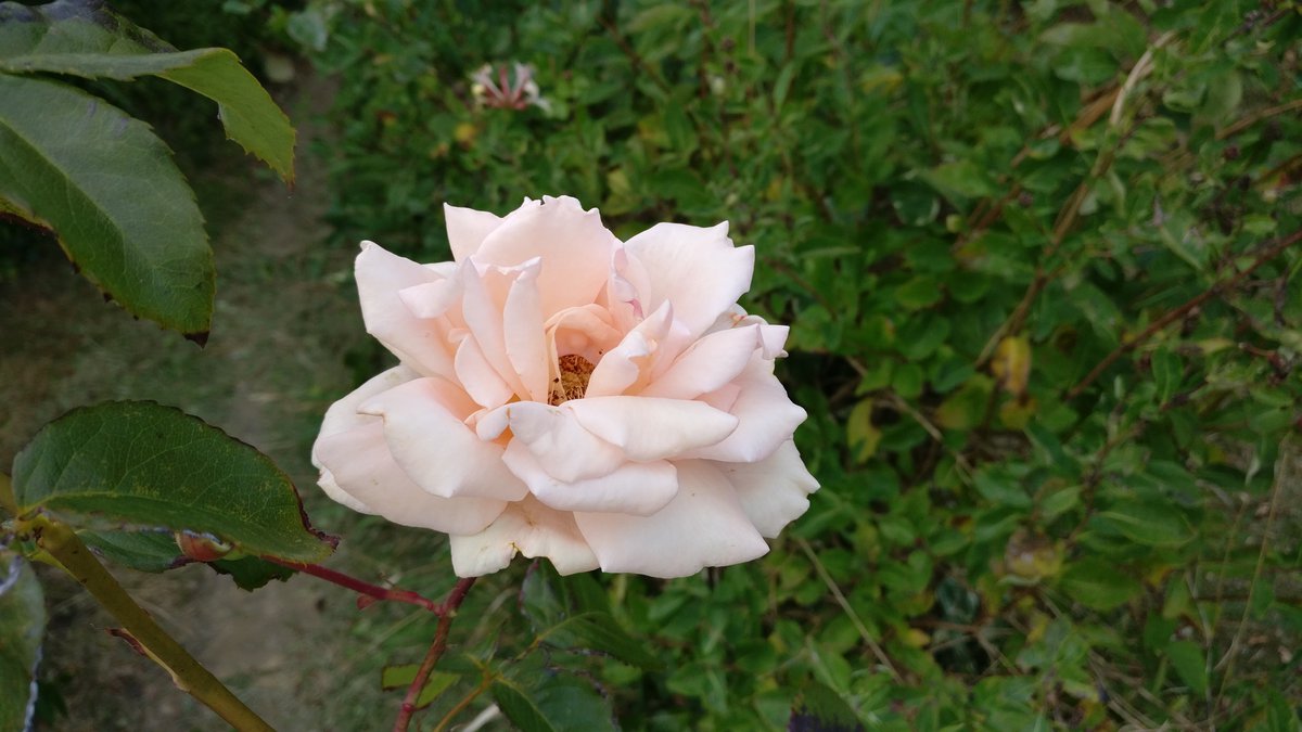 White/pink flower